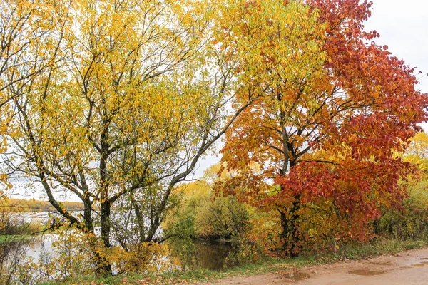 Sahildeki sonbahar ormanı. — Stok fotoğraf