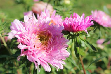 Büyük sonbahar Aster.