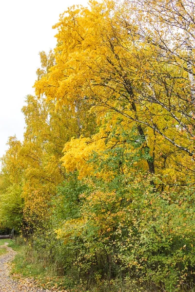 Folhagem de outono amarelo-verde . — Fotografia de Stock