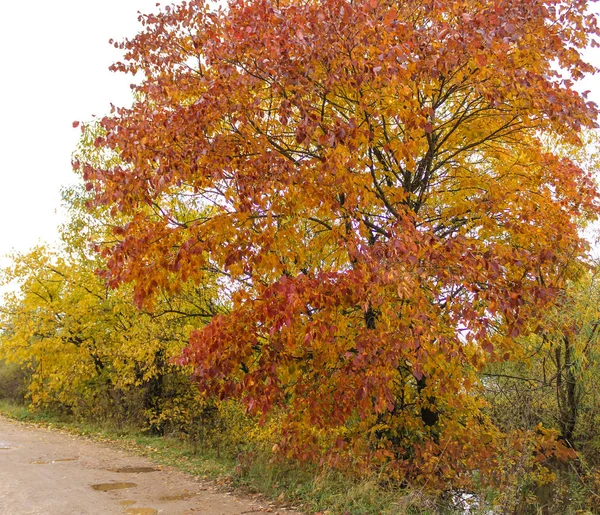 Árvores de outono brilhantes . — Fotografia de Stock