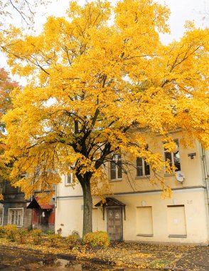 Evin yakınında sonbahar ağacı.