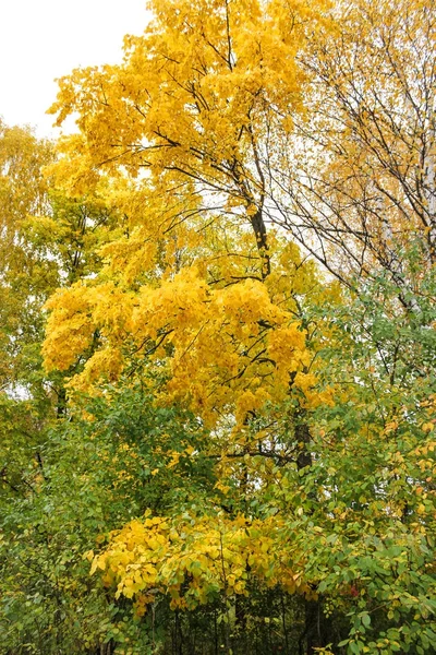 Gelbe und grüne Natur. — Stockfoto