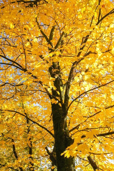 黄冠枫树. — 图库照片
