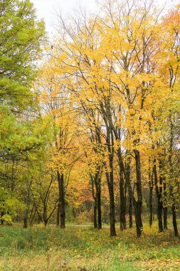 Ormanda sarı ağaçlar.