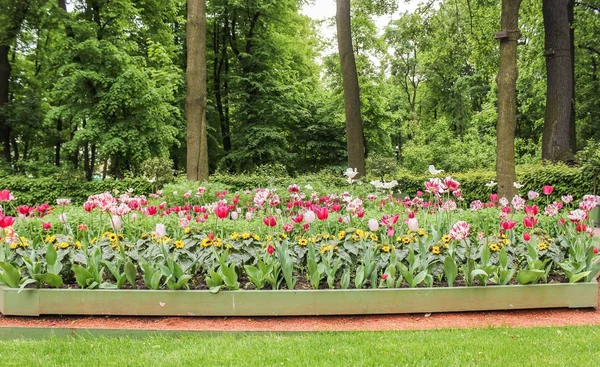 Ridge de tulipas grandes . — Fotografia de Stock