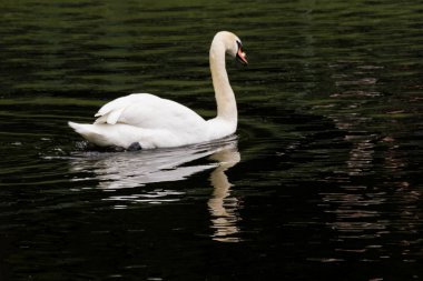 Beyaz Kuğu siyah su.