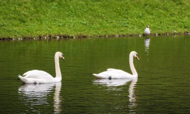 Kuğu peş peşe yüzmek.