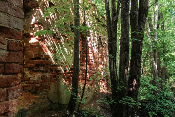 Staré zdi v lese. — Stock fotografie