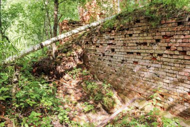 Ormandaki eski duvar.