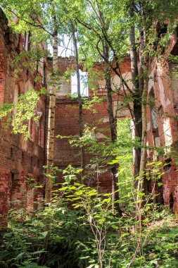 Eski manastır ağaçlarına.