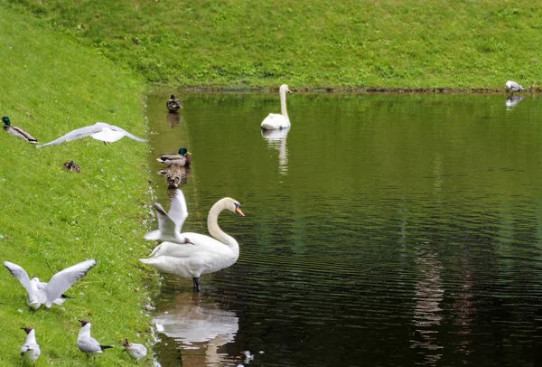 연못에 새. — 스톡 사진