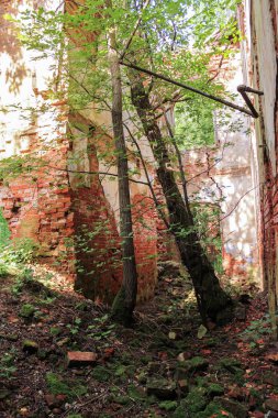 Eski manastır ağaçlarına.