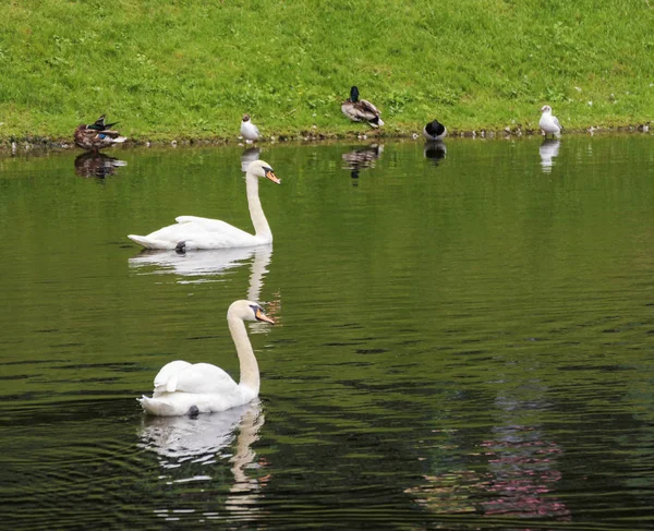 Cisnes nadam na lagoa. — Fotografia de Stock