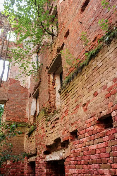 Un edificio viejo en crecimiento . — Foto de Stock