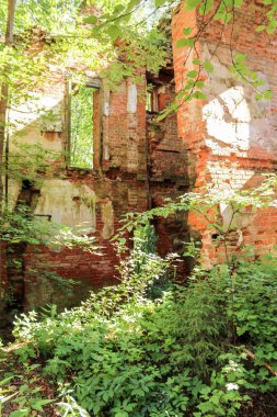 Ormandaki eski duvarlar.