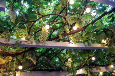 Doğal üzümden yapılan tavan.