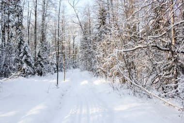 Ormanda güneş ışığı.