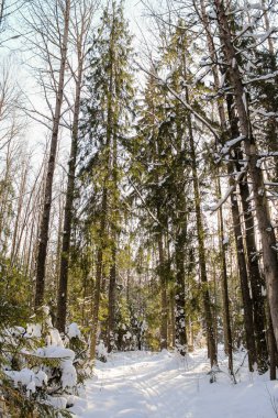 Ormanda güneş ışığı.