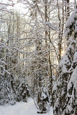 Beyaz kış orman.