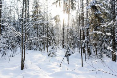 Kar ve güneş ormanı.