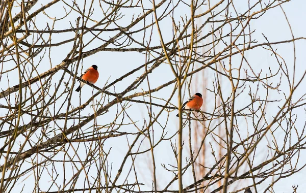 Bullfinch nos ramos . — Fotografia de Stock