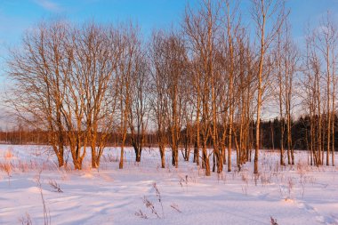 Ağaçlar pembe ışık.