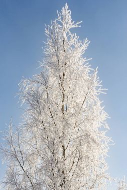 Huş ağacı üzerinde hoarfrost.