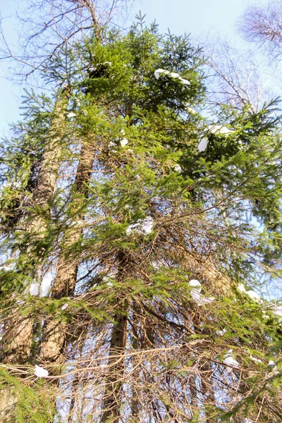 Green branches of spruce. — Stock Photo, Image