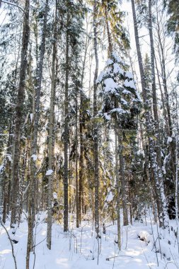 iğne yapraklı kış orman.