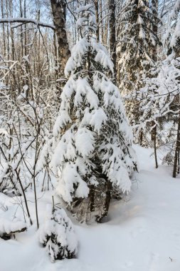 Bir kış ormanda bir Noel ağacı.