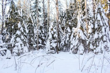 Noel ağaçları kar altında.