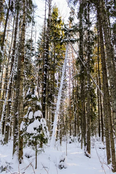 숲 속 의건 조 한 나무. — 스톡 사진