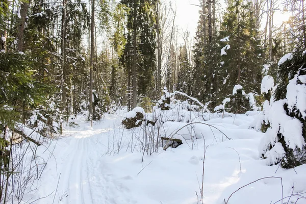 Ski track in the winter forest. — Stock Photo, Image