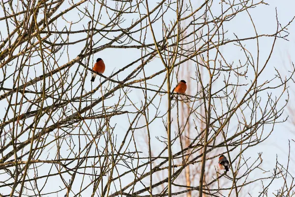 Bullfinches laranja nos ramos . — Fotografia de Stock