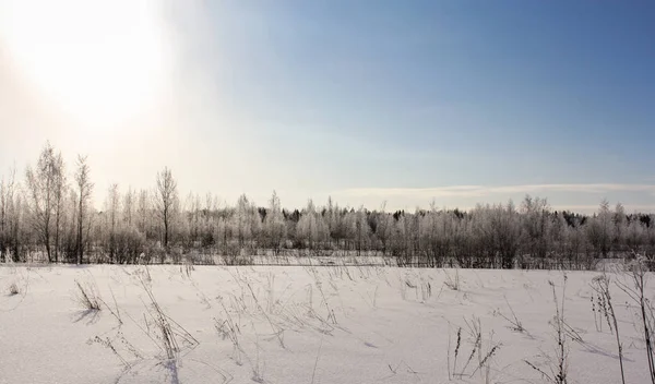 Słońce jest w lesie zimowym. — Zdjęcie stockowe