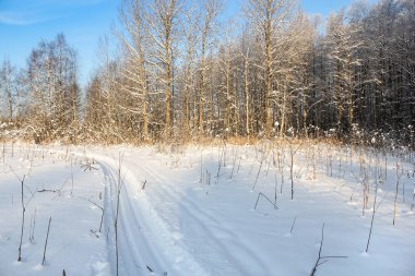 Işıklı orman kenarı.