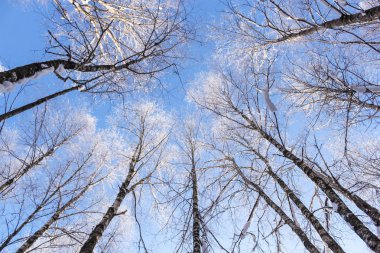 Hoarfrost ağaçlar üst kısımları üzerinde.