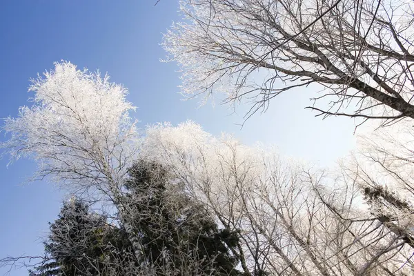 Белые короны деревьев . — стоковое фото