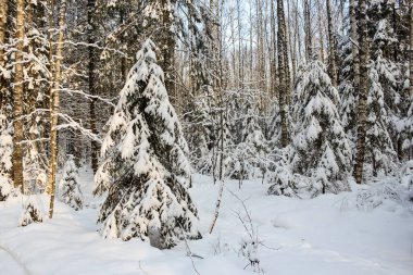 Orman kış manzarası.