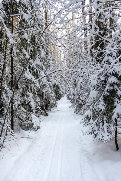 Pista da sci nella foresta invernale . — Foto Stock
