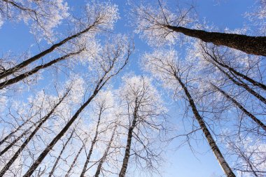 Hoarfrost bir yükseklik üzerinde.