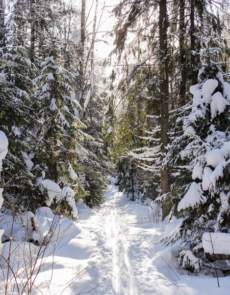 Běžkařská trať v zimním lese. — Stock fotografie