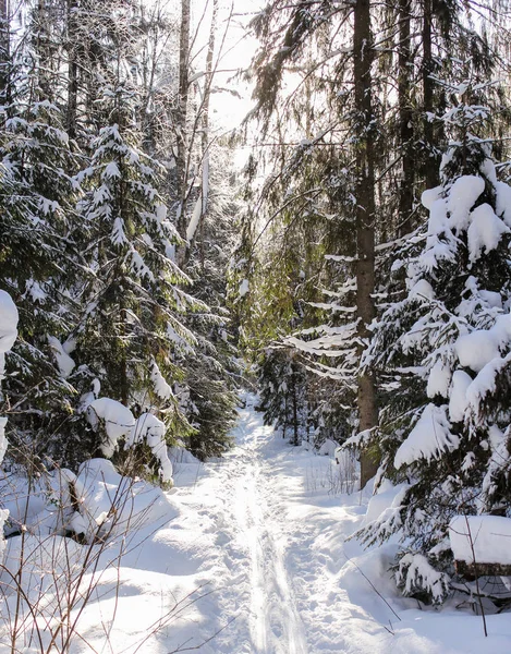 Ski track in the winter forest. — Stock Photo, Image