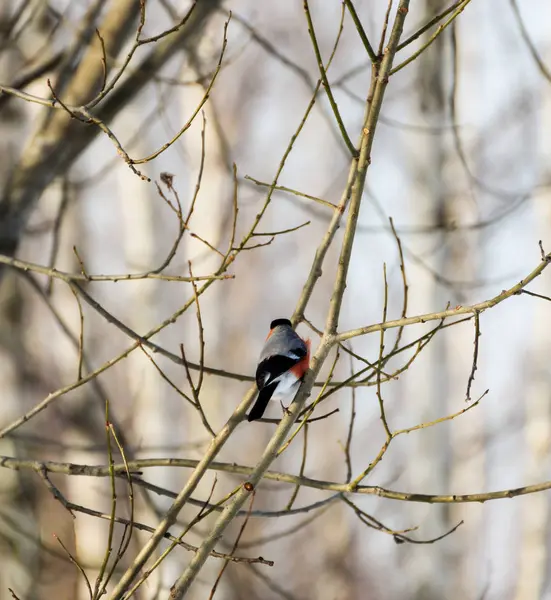 Bullfinch no ramo . — Fotografia de Stock