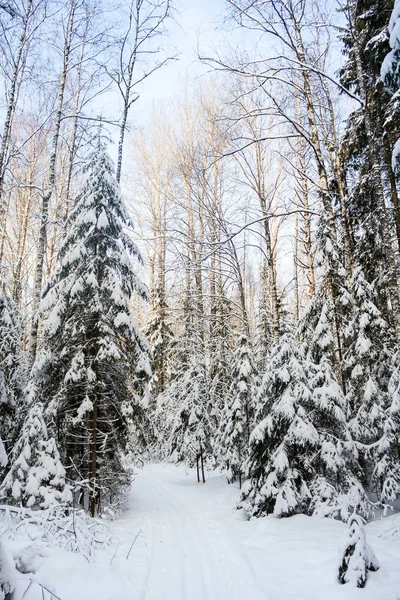 Pista de esqui entre árvores . — Fotografia de Stock