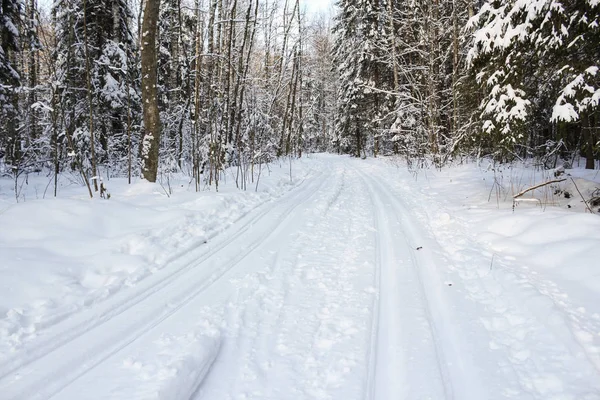 Pista da sci nella foresta invernale . — Foto Stock