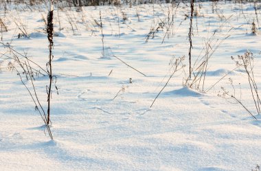Alanında küçük hayvan.