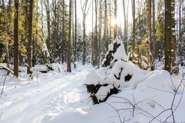Güneş ağaçların arkasında olduğunu.