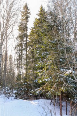 Yüksek yeşil Ladin.