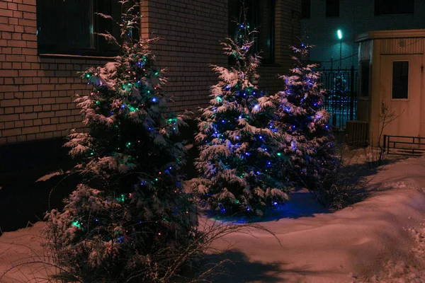 Sapins enneigés avec guirlandes . — Photo